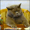 yfocig's Avatar