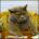 yfocig's Avatar